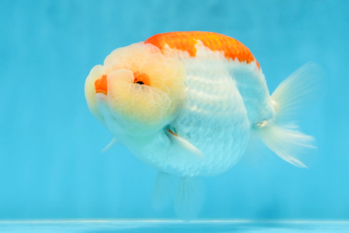 AAA Grade Super Red White LionKing 5.5 inches #080125LC_01