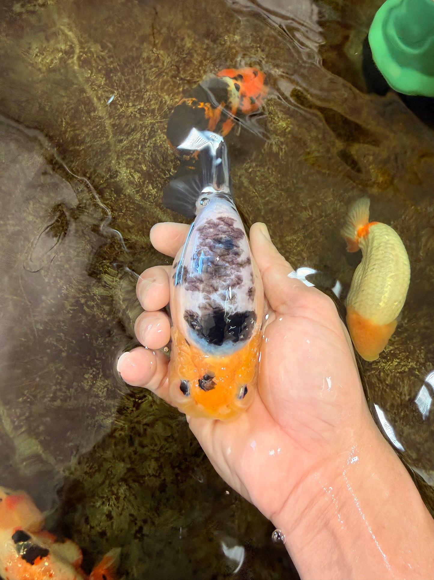 A Grade Milk Cow Ranchu Female 5 inches #101025RC_12