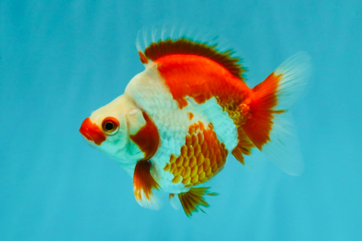 SPECIAL AAA Grade Red White Ryukin Female 4-4.5 inches #042426RK_03