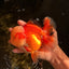 AAA Grade Red White Jade Head Oranda Male 5.5-6 inches #071026OR_29