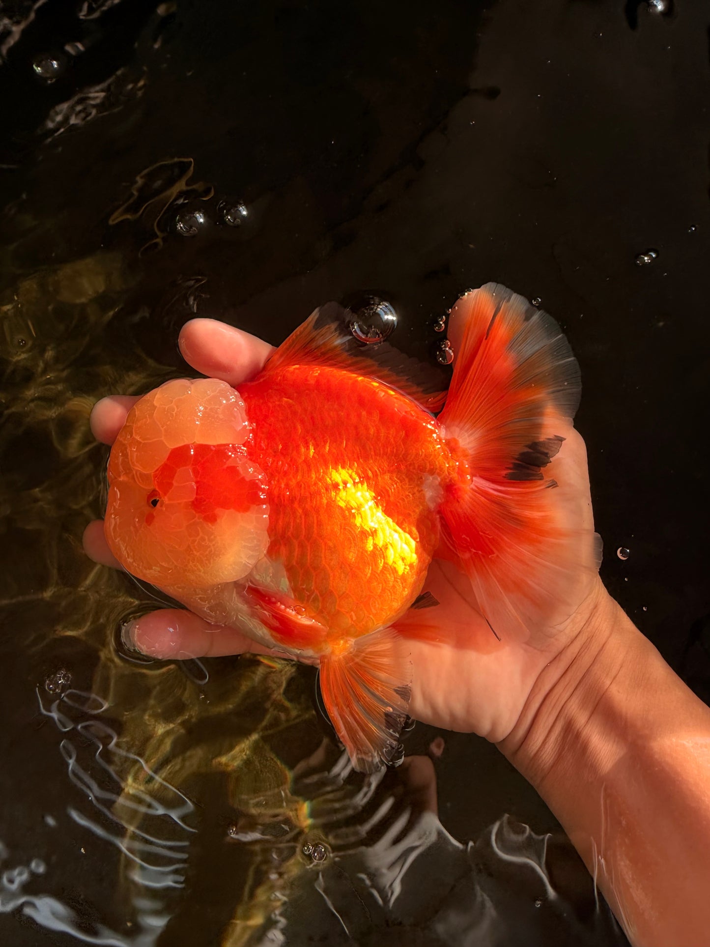 AAA Grade Red White Jade Head Oranda Male 5.5-6 inches #071026OR_29
