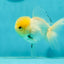 A Grade Lemonhead Oranda Male 4.5 inches #111524OR_21