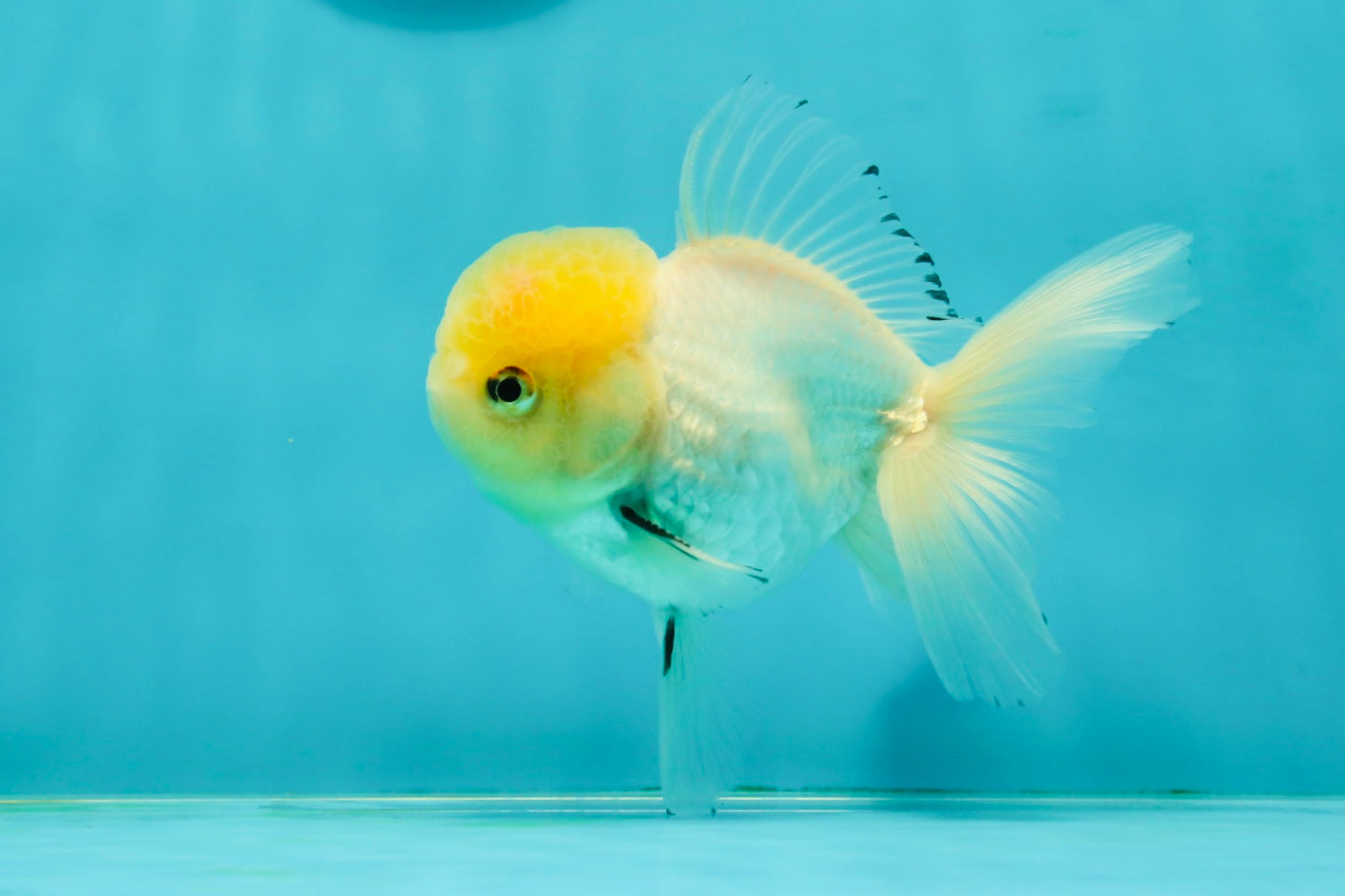 A Grade Lemonhead Oranda Male 4.5 inches #111524OR_21