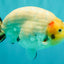 AAA Grade Diamond Scale White Sakura Ranchu Male 5.5-6 inches #100226RC_26