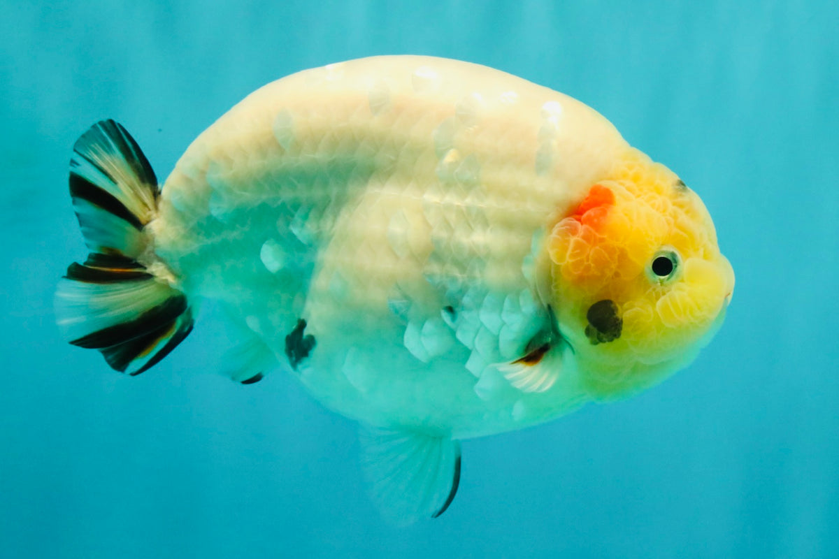 AAA Grade Diamond Scale White Sakura Ranchu Male 5.5-6 inches #100226RC_26