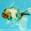 Marble Oranda Male 5.5 inches #071026OR_35