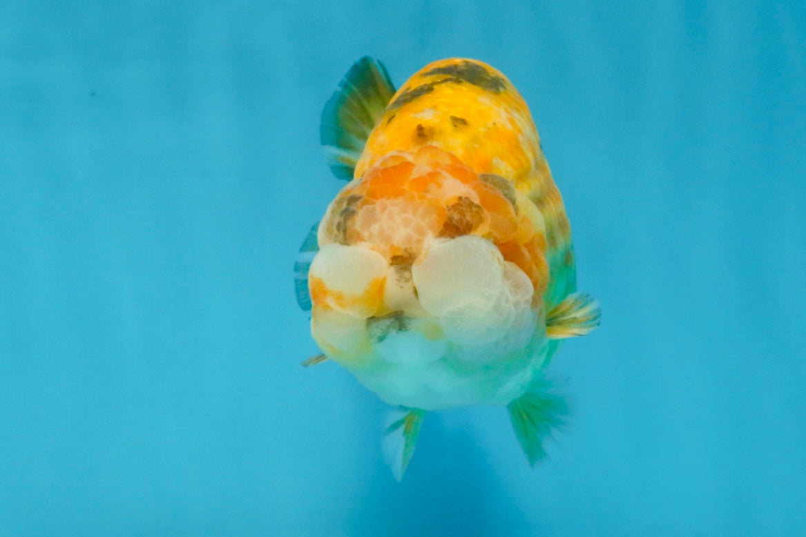 ADORABLE Sakura LionChu Female 5-5.5 inches #121925LC_07