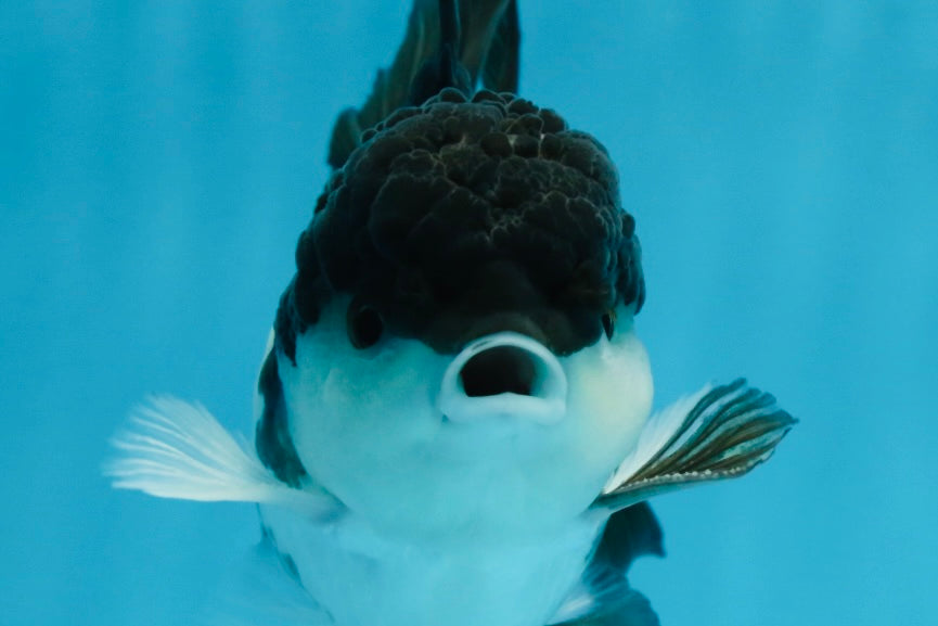 Panda Oranda Male 5 inches #091225OR_25