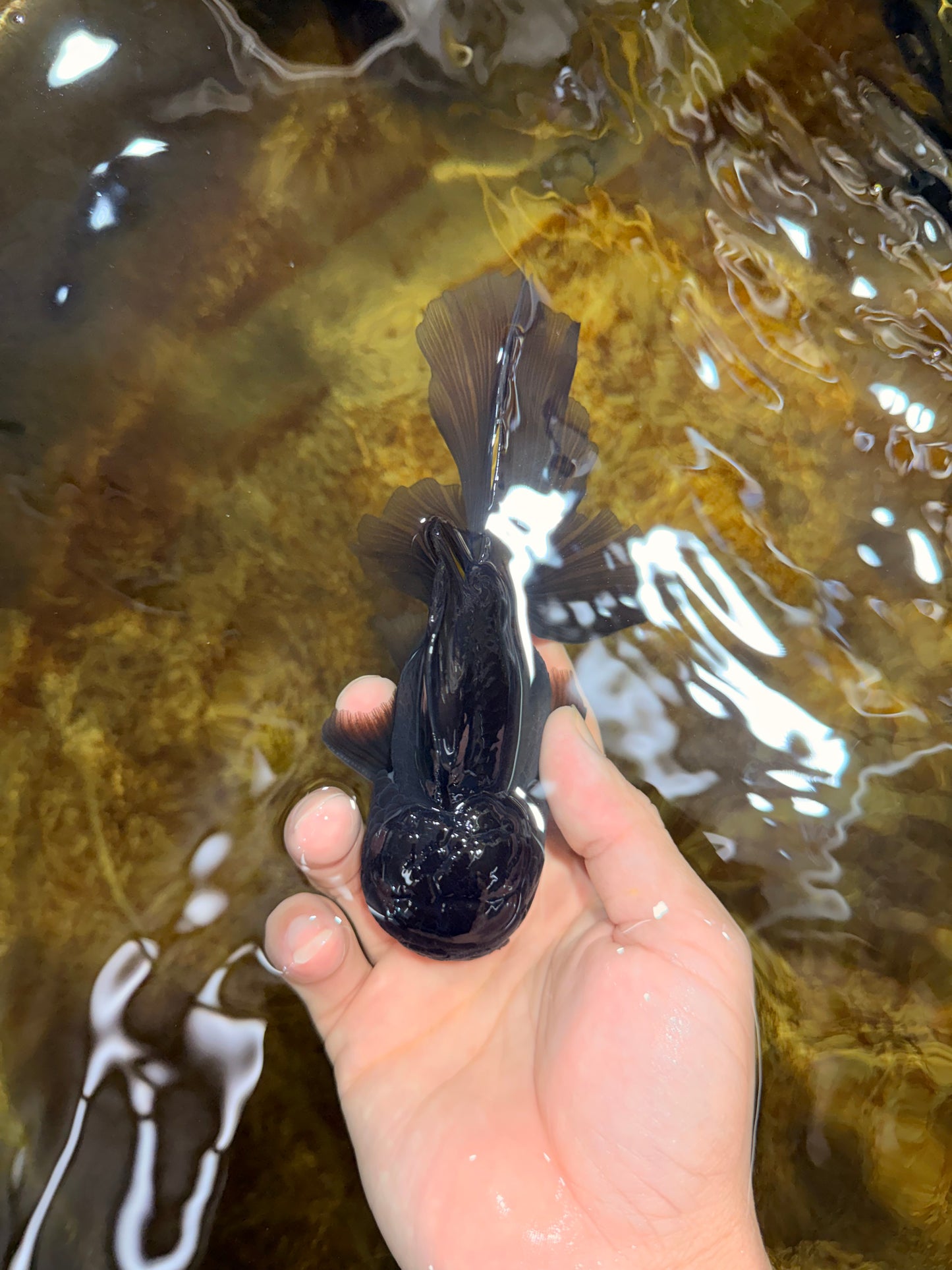 BATMAN A Grade Panda Oranda Male 5.5-6 inches #111425OR_19