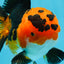 AAA Grade Tricolor Oranda Male 5-5.5 inches #051625OR_24