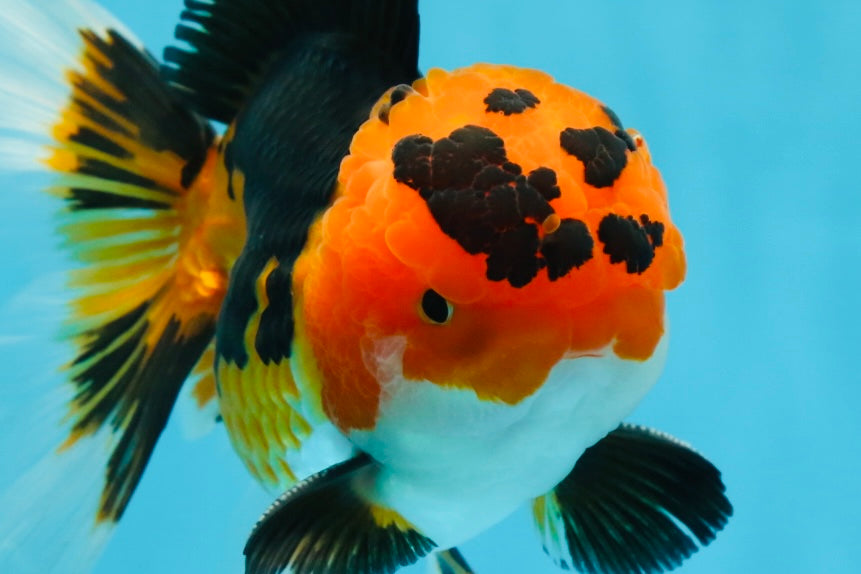 AAA Grade Tricolor Oranda Male 5-5.5 inches #051625OR_24