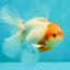 SPECIAL A Grade Tancho Sakura Oranda Male 5.5-6 inches #073126OR_09