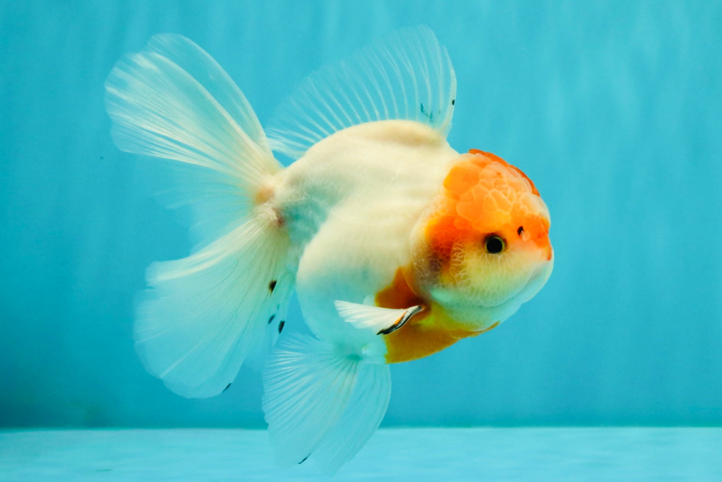 SPECIAL A Grade Tancho Sakura Oranda Male 5.5-6 inches #073126OR_09