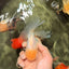 A Grade White Oranda Male 4.5-5 inches #071726OR_23