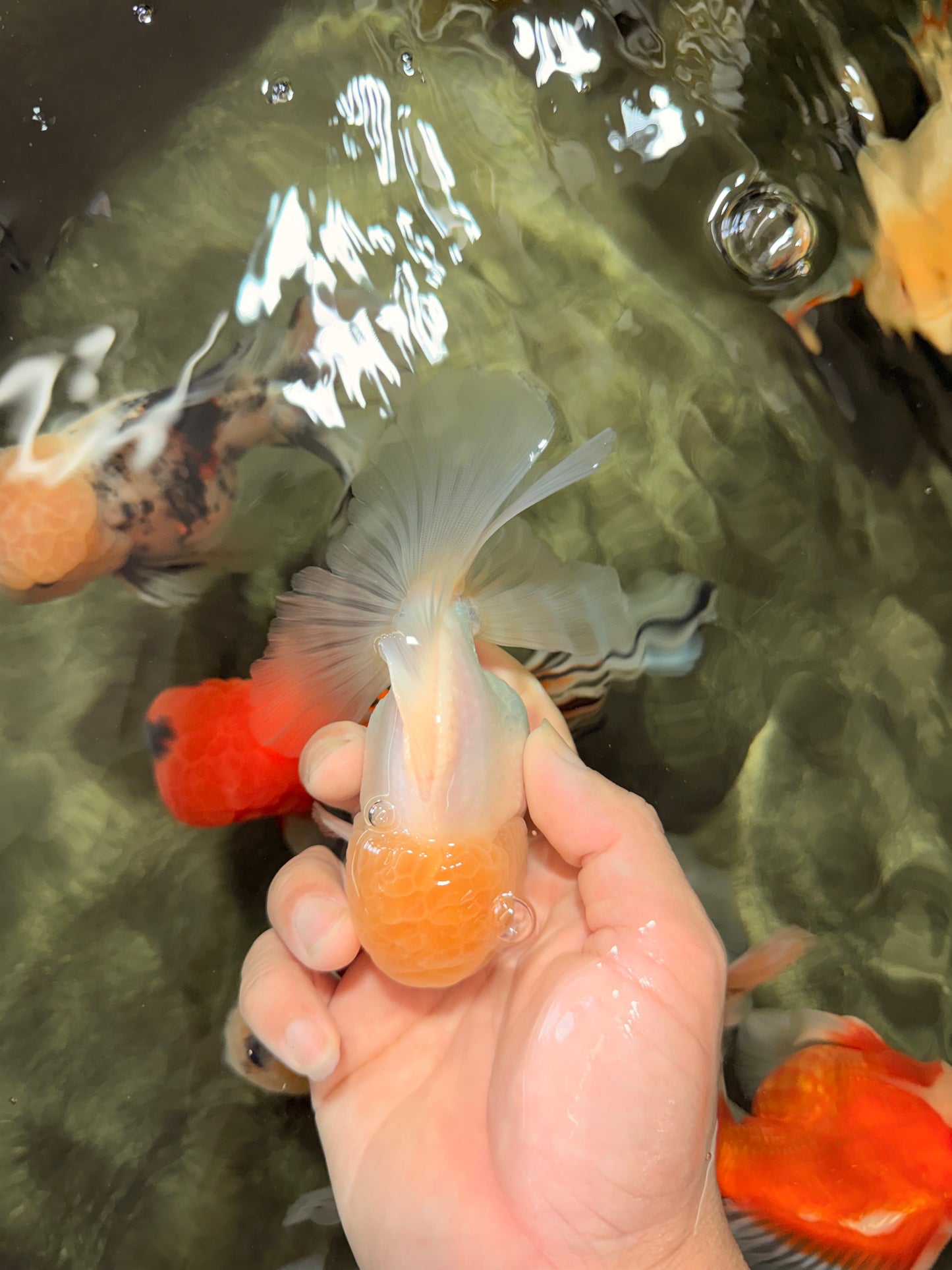A Grade White Oranda Male 4.5-5 inches #071726OR_23