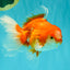 A Grade Red White Oranda Male 5.5-6 inches #070626OR_07
