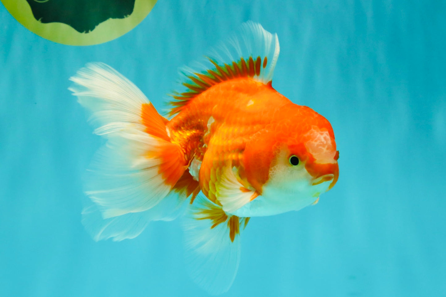 A Grade Red White Oranda Male 5.5-6 inches #070626OR_07