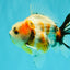 A Grade Sanke Oranda Male 4.5-5 inches #082126OR_25