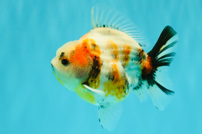 A Grade Sanke Oranda Male 4.5-5 inches #082126OR_25
