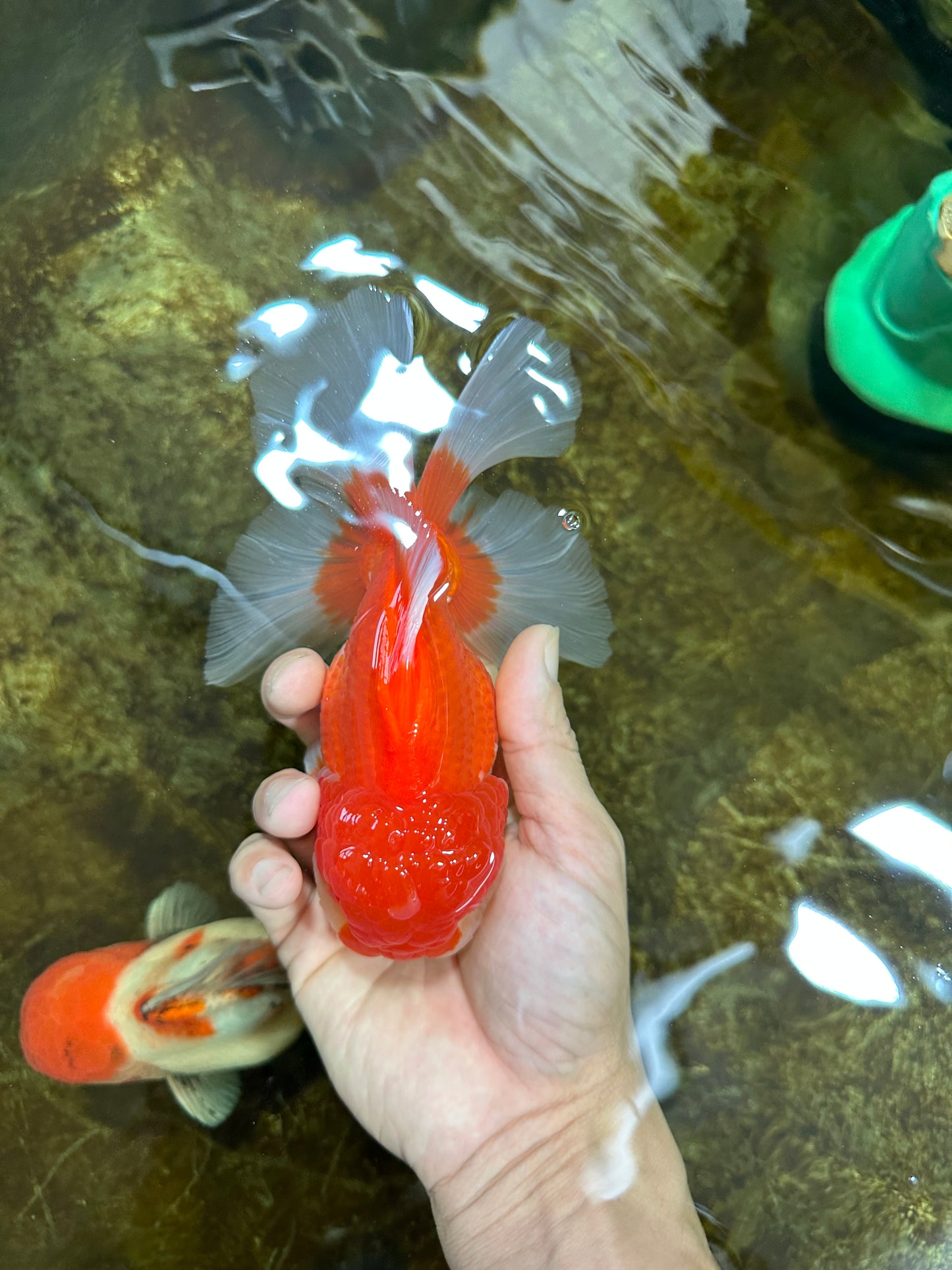 A Grade Red White Oranda Male 5.5-6 inches #080825OR_17