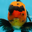 AAA Grade Apache Oranda Male 5-5.5 inches #050925OR_37