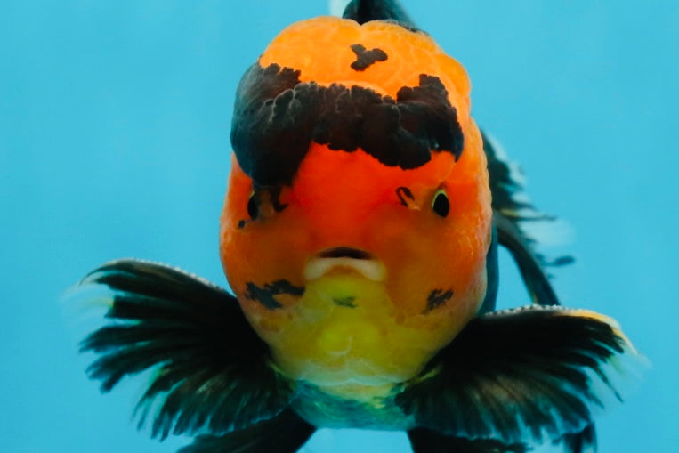 AAA Grade Apache Oranda Male 5-5.5 inches #050925OR_37