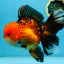 NEMO AAA Grade Apache Oranda Male 6.5 inches  #082225OR_09