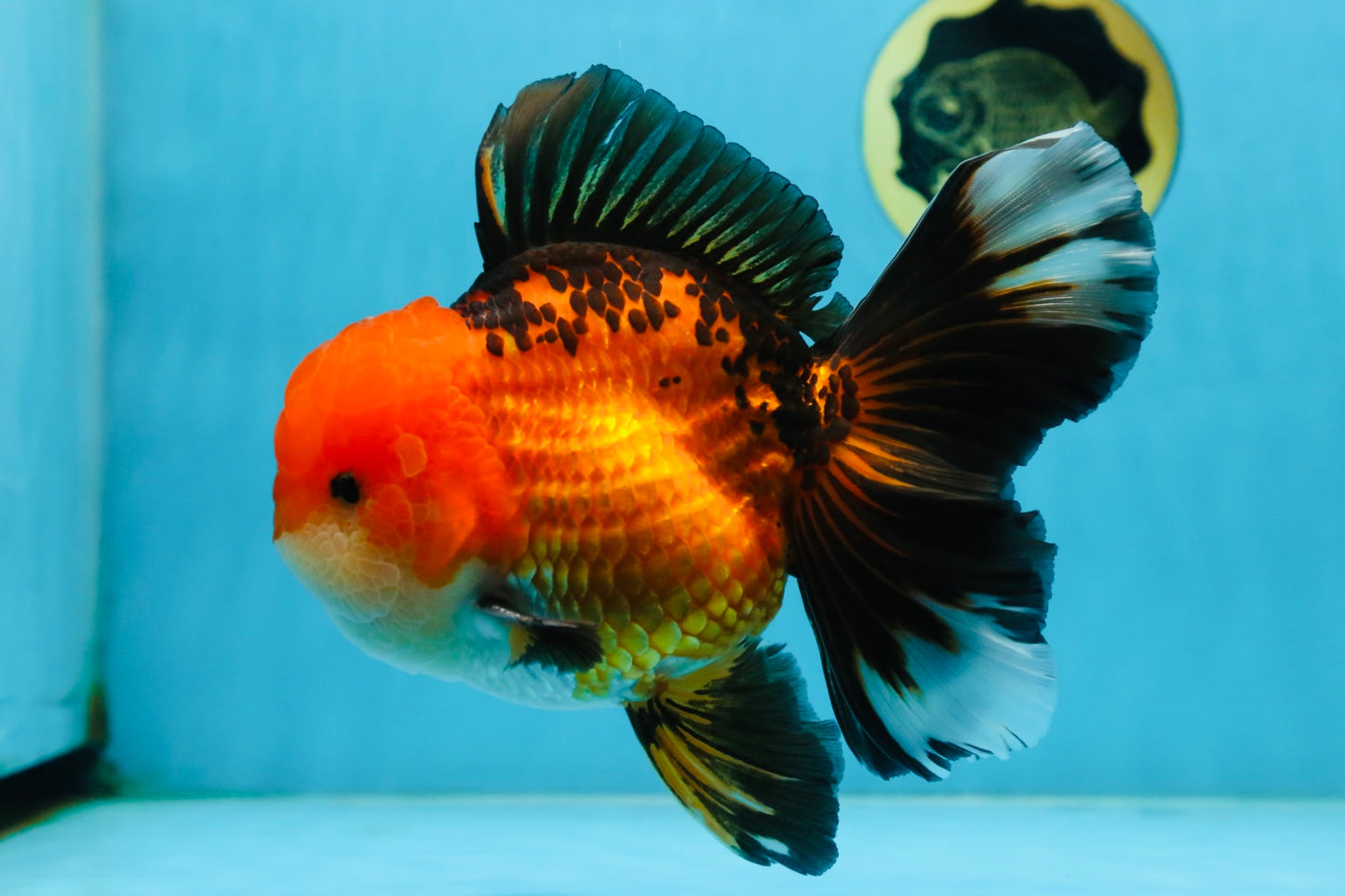 NEMO AAA Grade Apache Oranda Male 6.5 inches  #082225OR_09