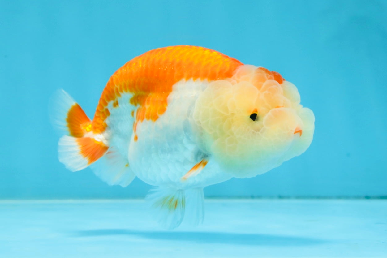 AAA Grade Young Red White LionQueen 4 inches #101025LC_05