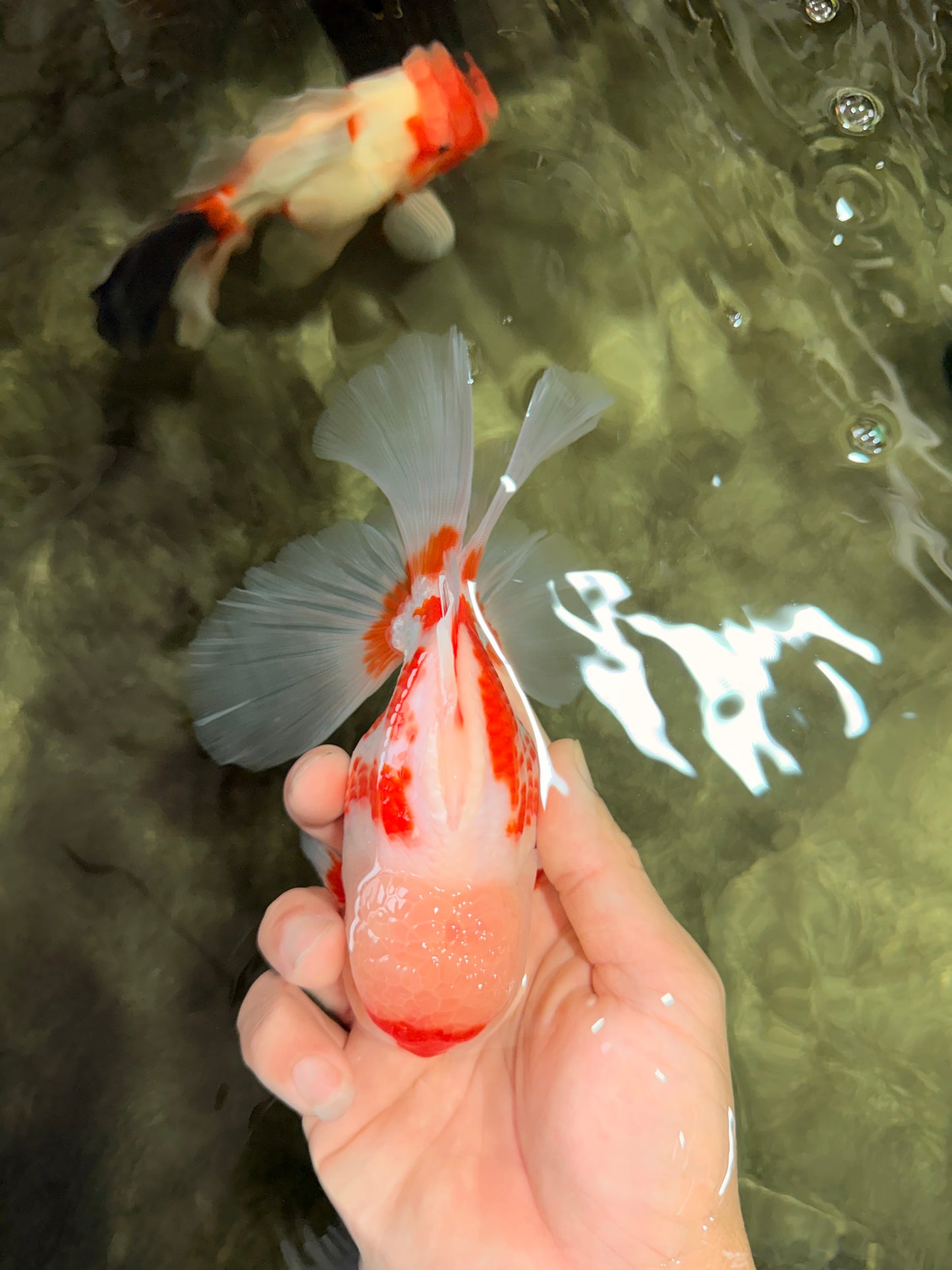 AAA Grade Red White Oranda Male 5.5-6 inches #072426OR_10