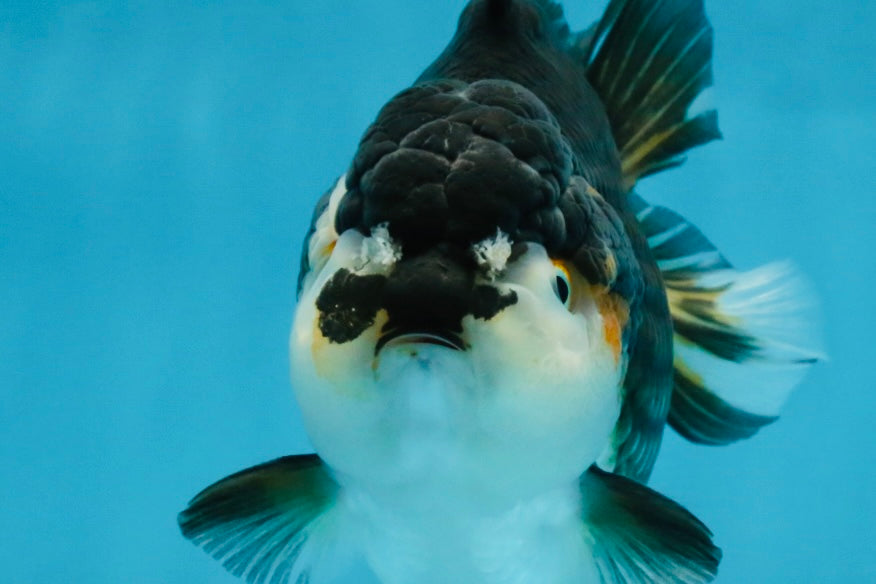 CHUBBY A Grade Tricolor Yuanbao Male 5-5.5 inches #121925YB_10