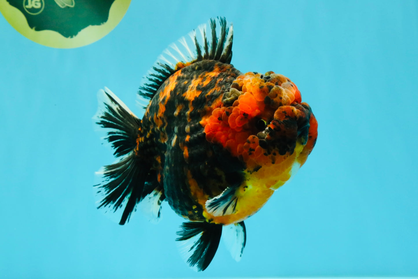 CHONKY AAA Grade Tiger Yuanbao Male 6 inches #032026YB_24