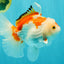 SPECIAL A Grade Red White Oranda Male 6-6.5 inches #051526OR_02