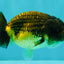 Apache Lionchu Female 4.5 inches #081426LC_25