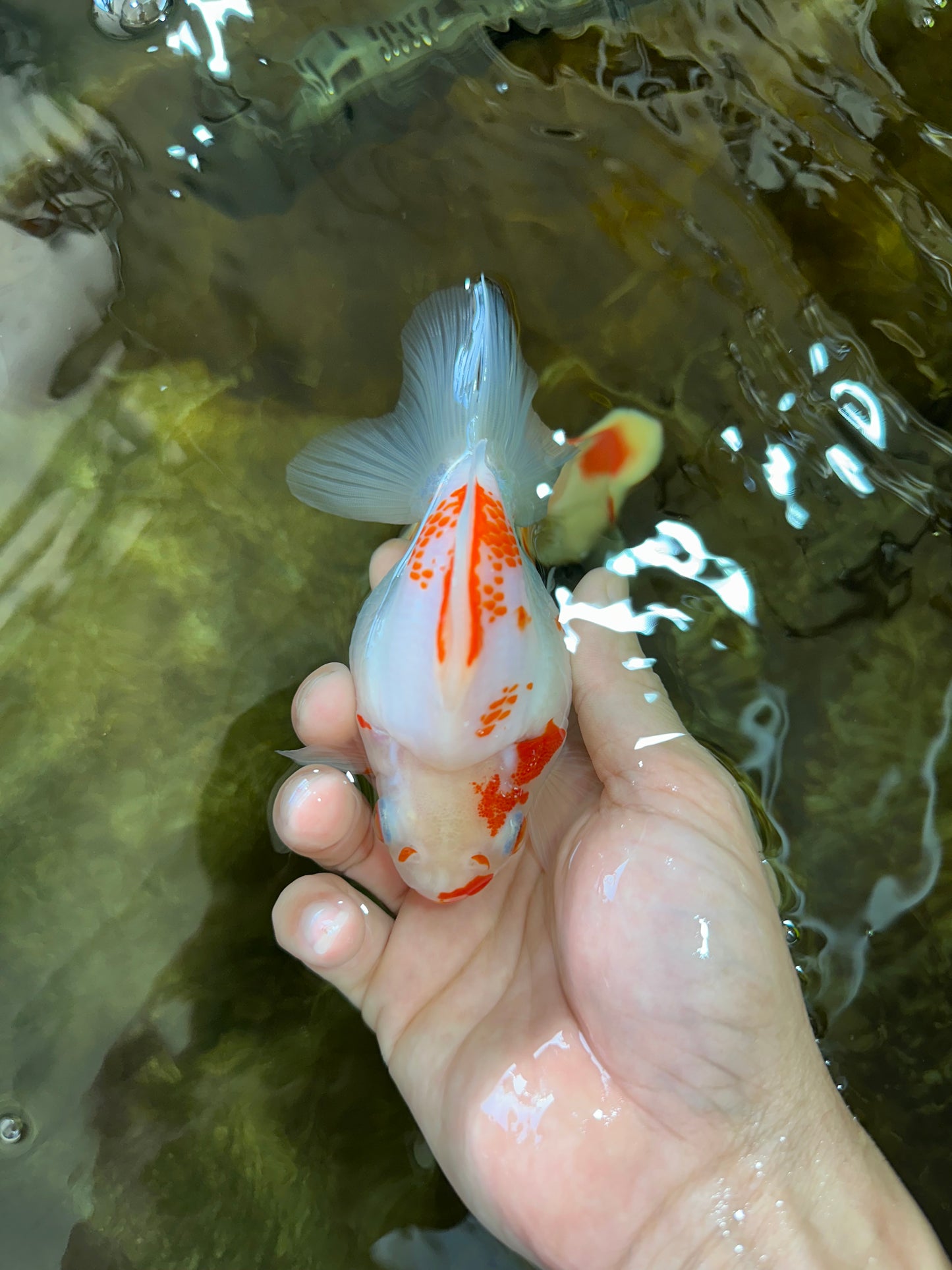 A Grade Kohaku Ryukin Red White Female 4.5-5 inches #070425RK_01