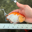 A Grade Red White LionQueen 4.5 inches #082126LC_20
