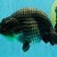 A Grade Blue Ranchu Male 5 inches #072426RC_36
