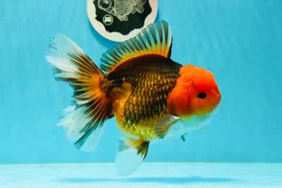 AAA Grade Tricolor Giant Generation Oranda Male 5.5-6 inches #0315OR_02