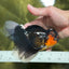 A Grade Tricolor Lava Head Oranda Male 5.5 inches #120624OR_04