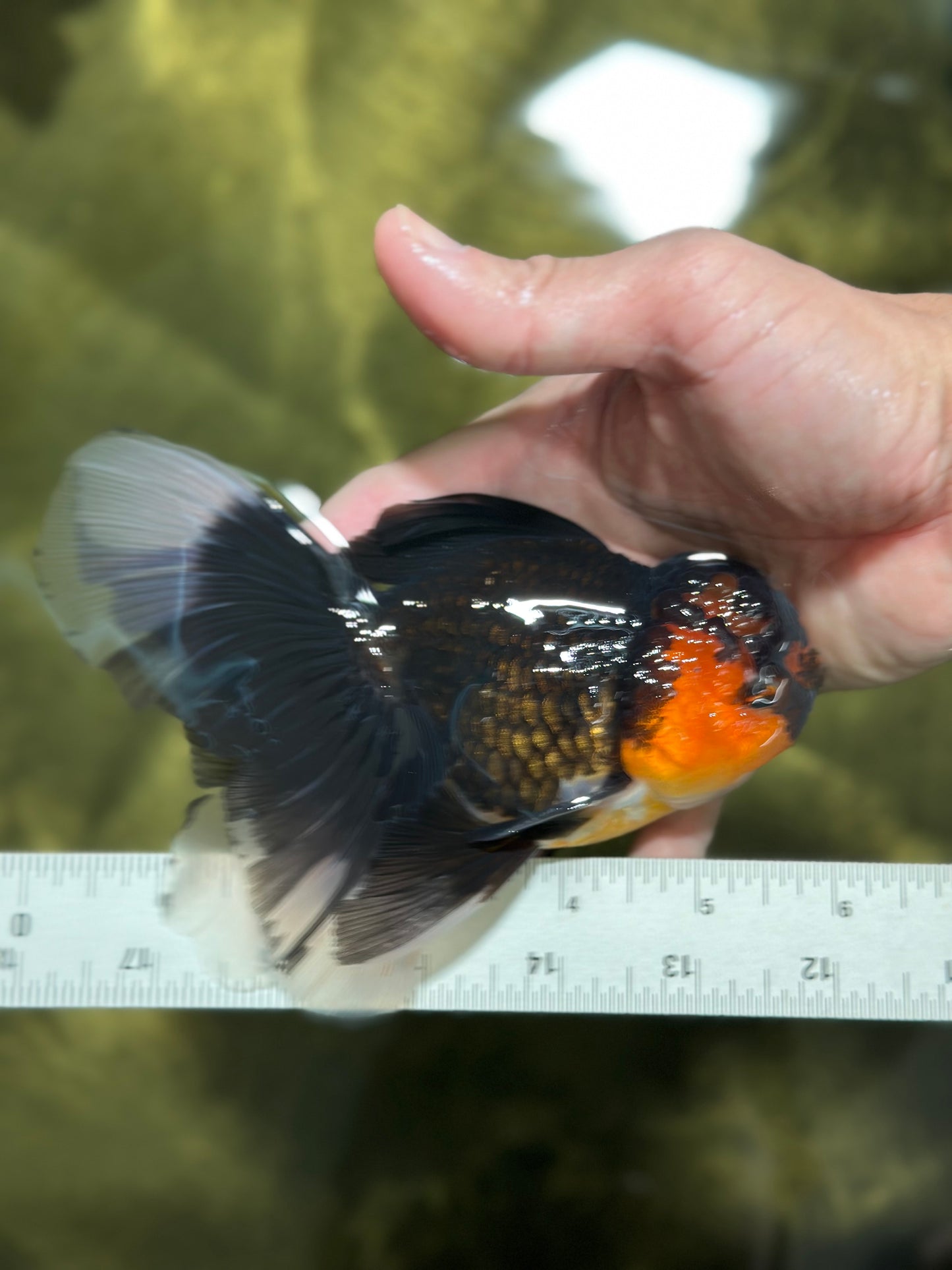 A Grade Tricolor Lava Head Oranda Male 5.5 inches #120624OR_04