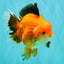 AAA Grade Apache Oranda Male 6.5 inches #071026OR_06