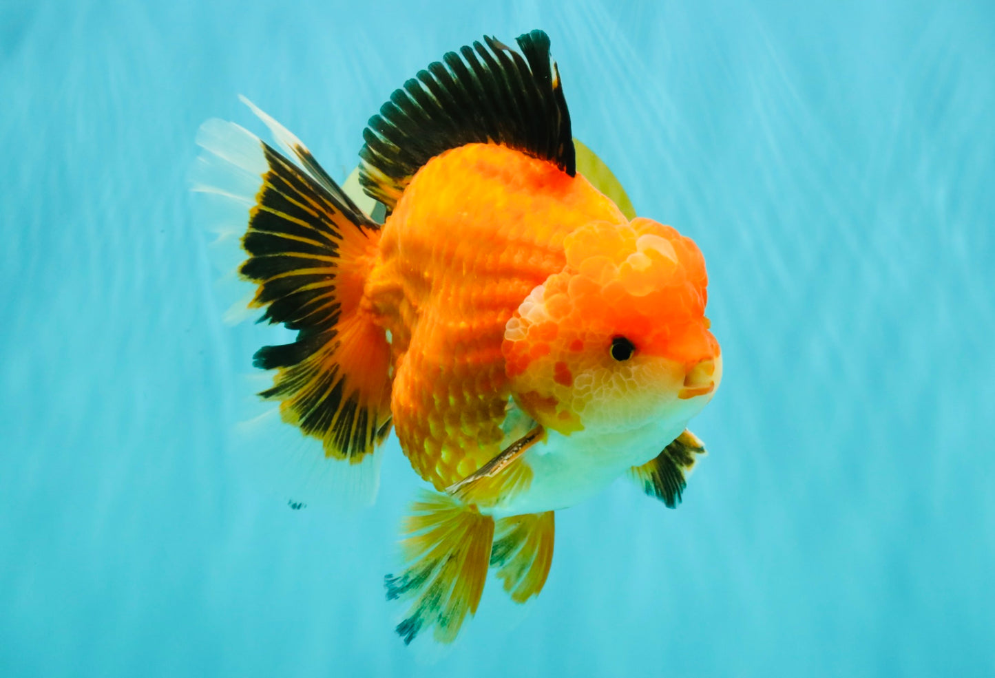 AAA Grade Apache Oranda Male 6.5 inches #071026OR_06