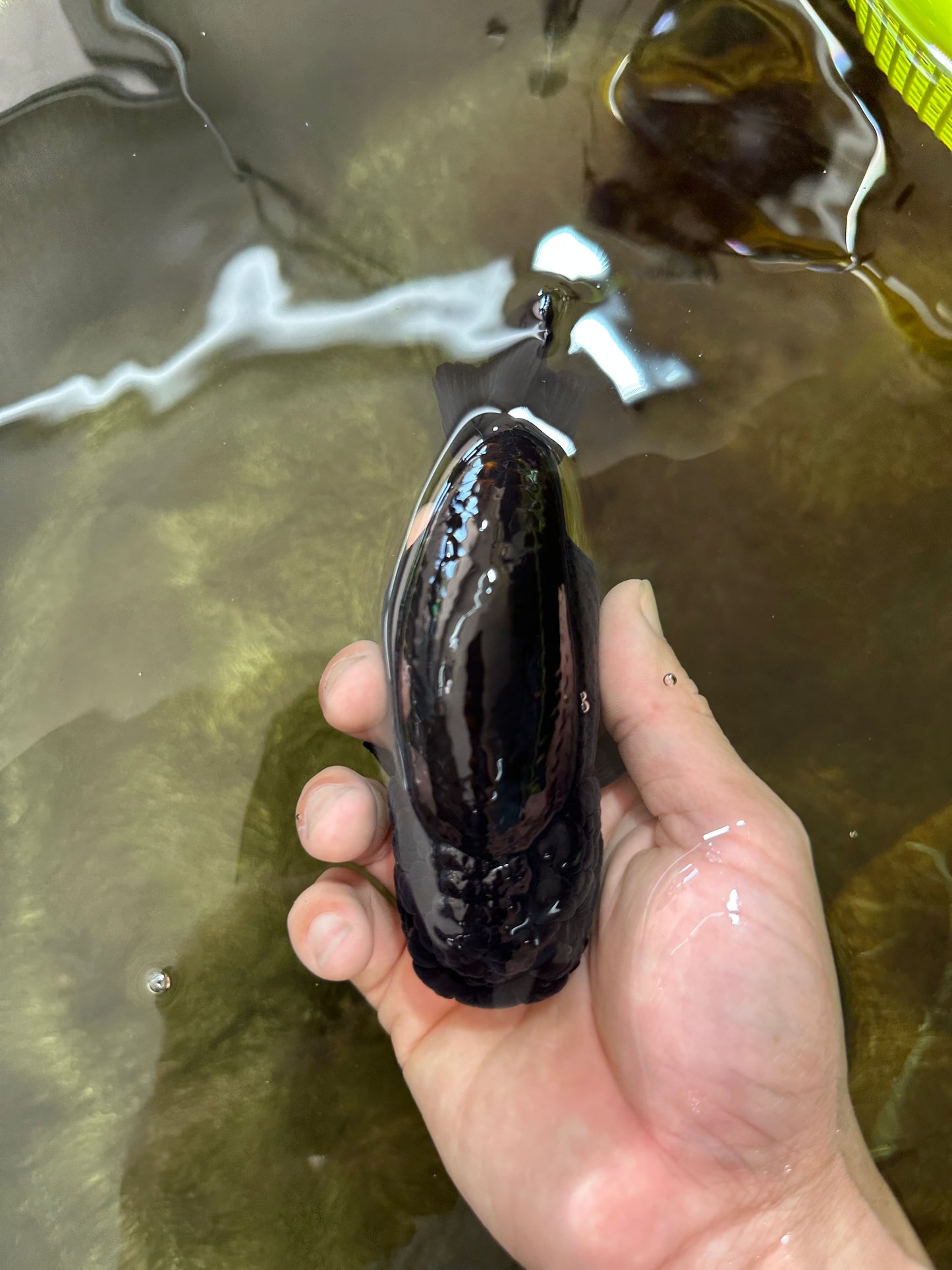 AAA Grade Black LionQueen 5 inches #062725LC_05