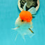 A Grade Chubby Tricolor Red Head Oranda Male 4.5-5 inches #1018OR_21