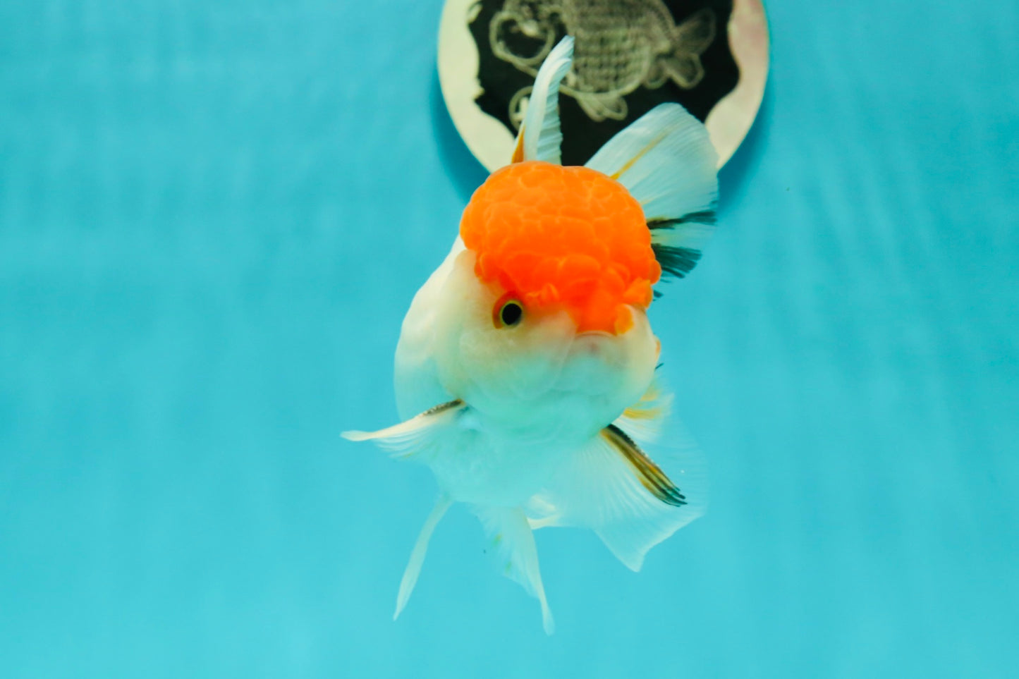 A Grade Chubby Tricolor Red Head Oranda Male 4.5-5 inches #1018OR_21