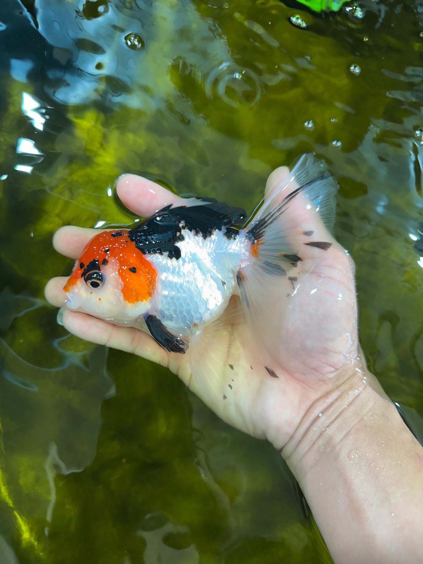 Tricolor Oranda Female 5-5.5 inches #100325OR_16