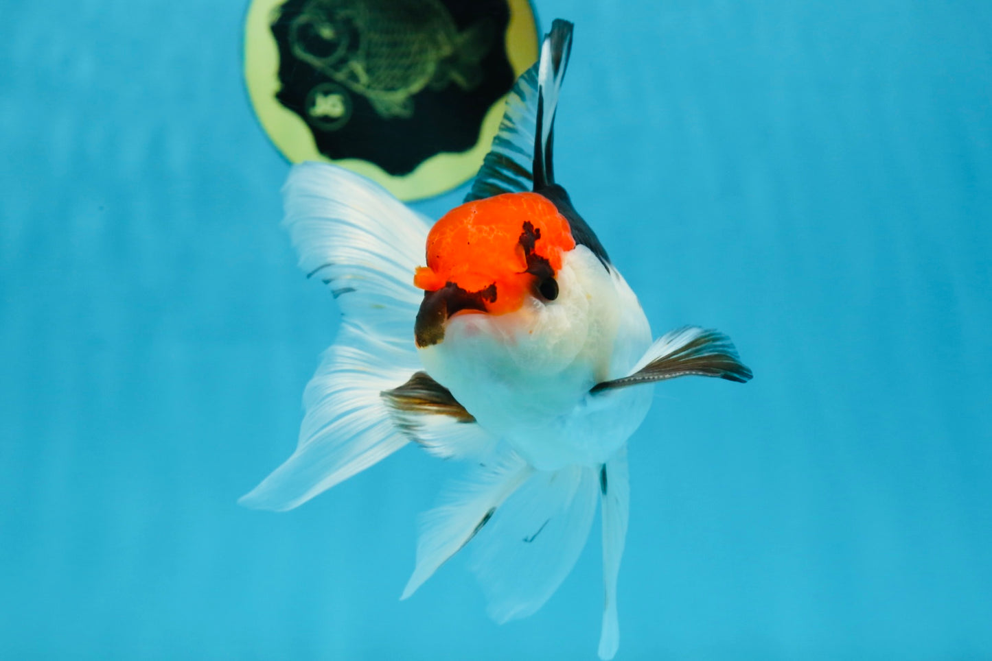 Tricolor Oranda Male 5-5.5 inches #091225OR_26