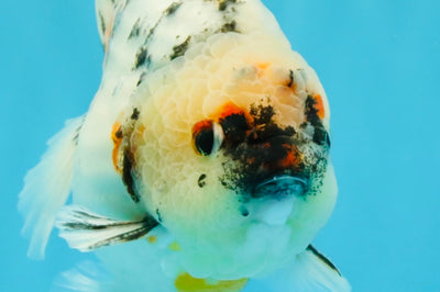 SPECIAL AAA Grade Marble Yuanbao Male 5.5 inches #041026YB_28