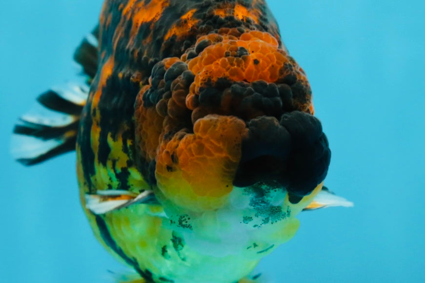 AAA Grade Tiger LionKing 5 inches #052325LC_18