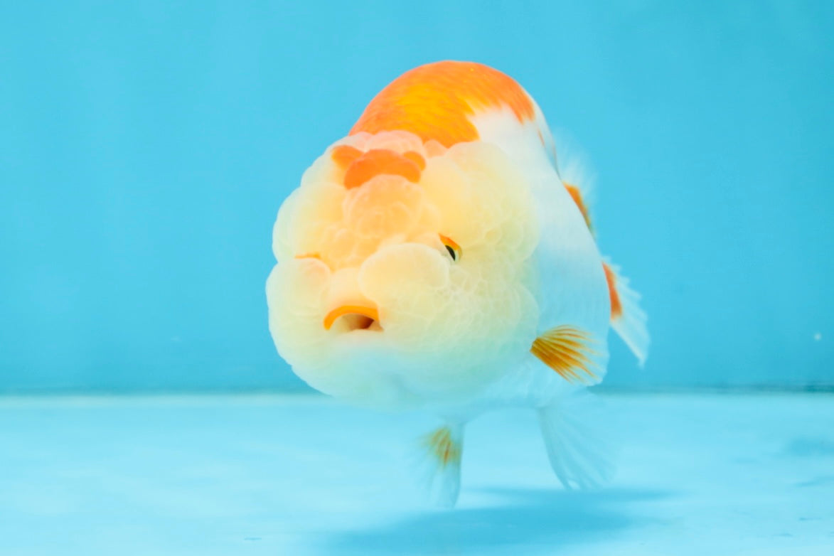 AAA Grade Young Red White LionQueen 4 inches #101025LC_05